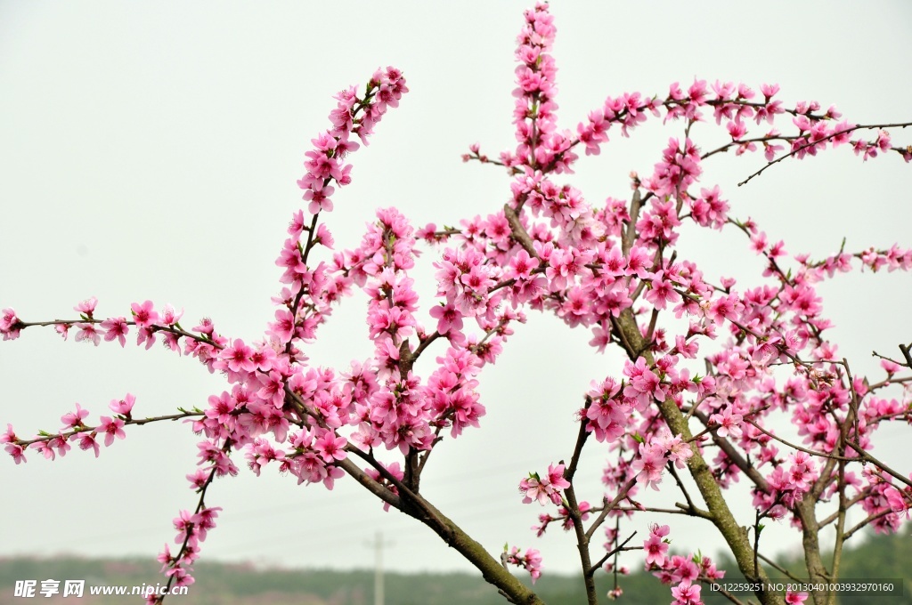 桃花