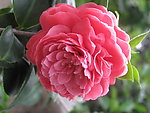 茶花