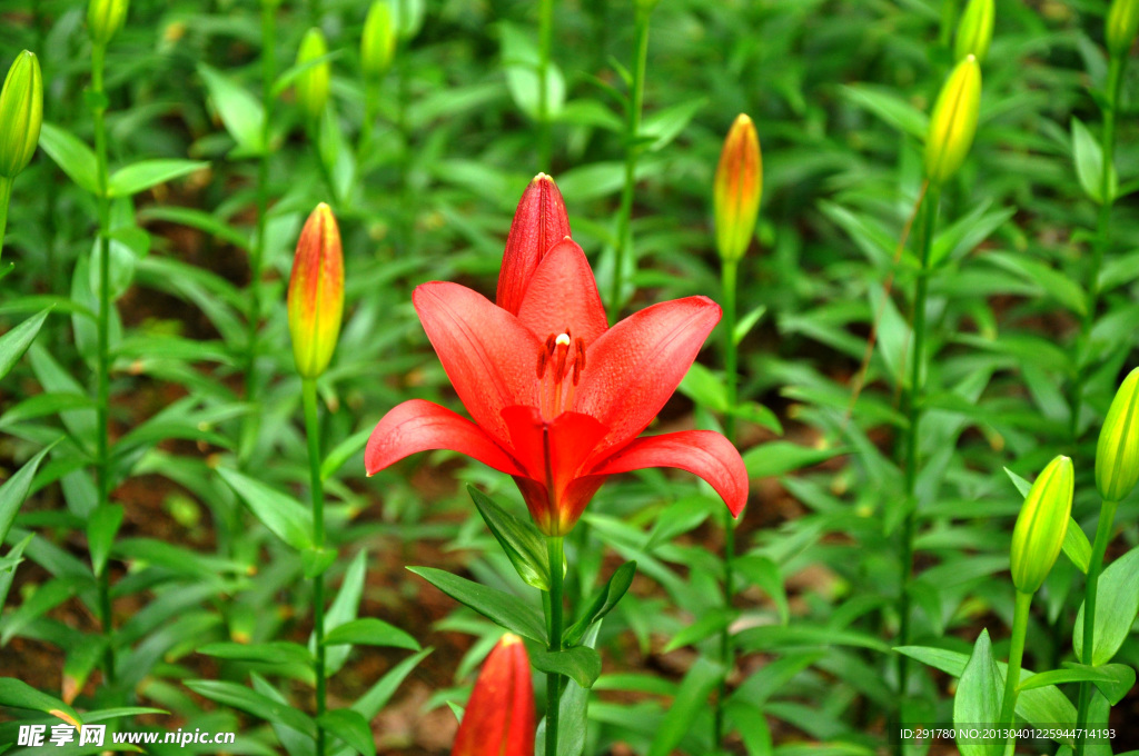 百合花