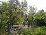 盛安百草园