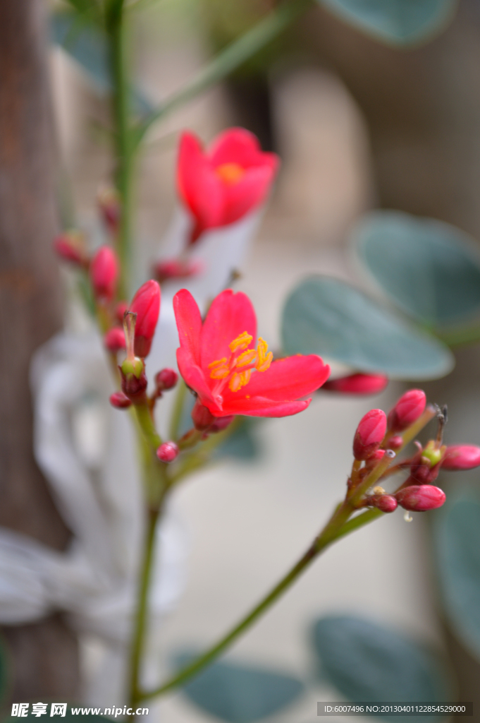 小红花 红花