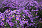 紫菊花