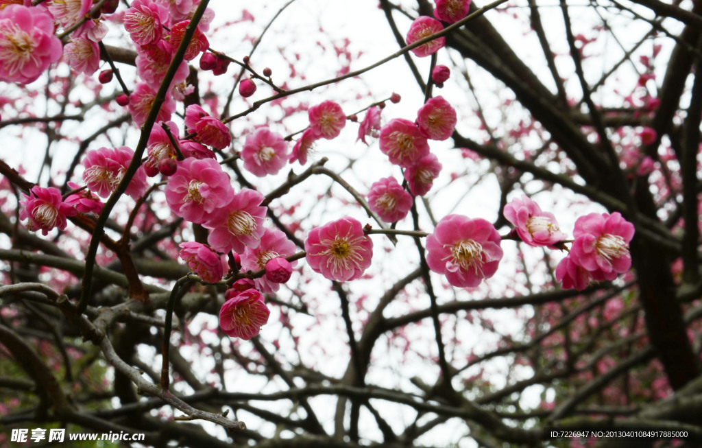 桃花