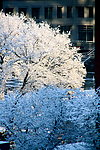 雪景
