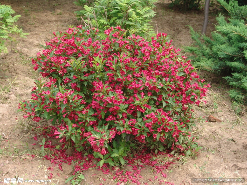 锦带花