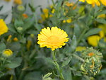 野菊花