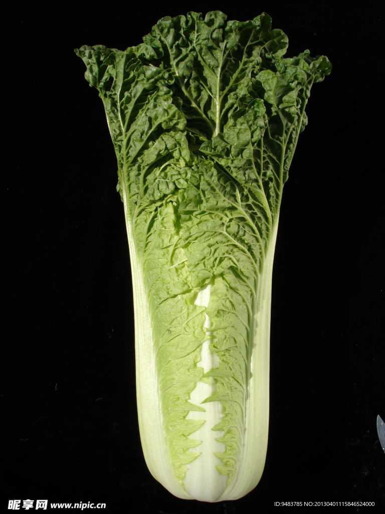 白菜