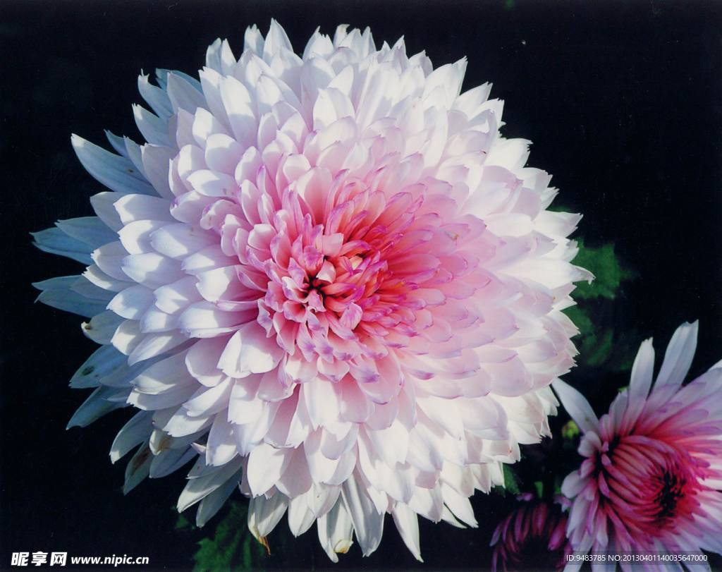 菊花