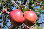 成熟的大红苹果