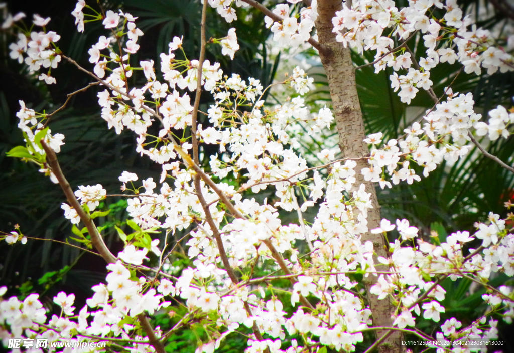 樱花