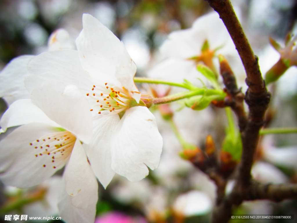 樱花
