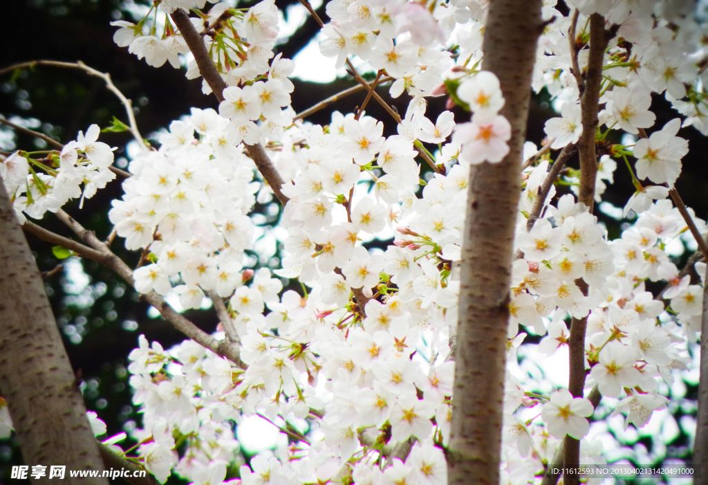 樱花