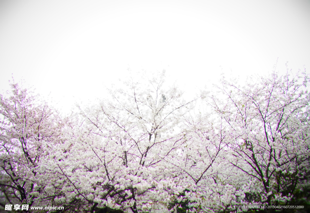 樱花