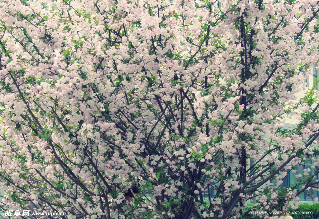 樱花