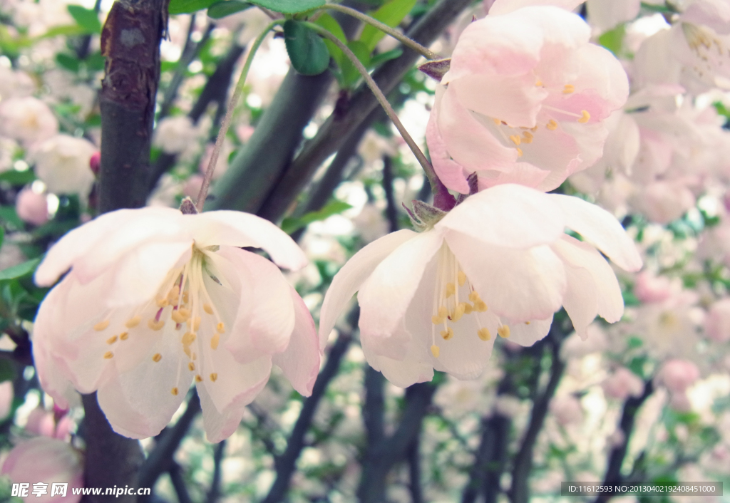 樱花