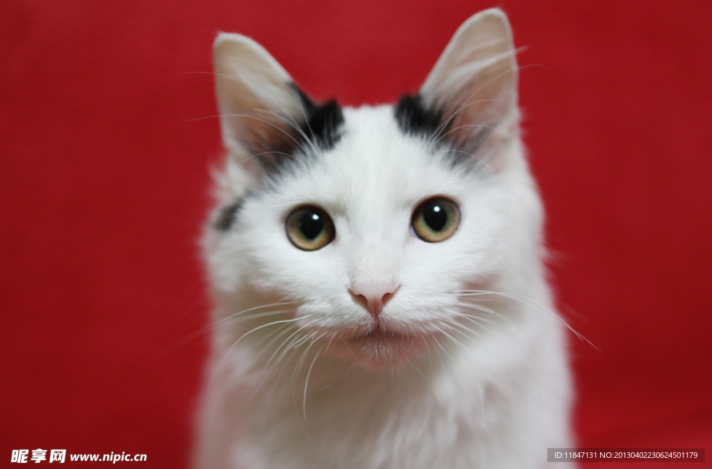 中华田园猫