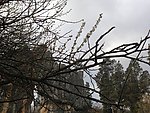 自然风景 初春