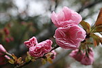 雨后樱花