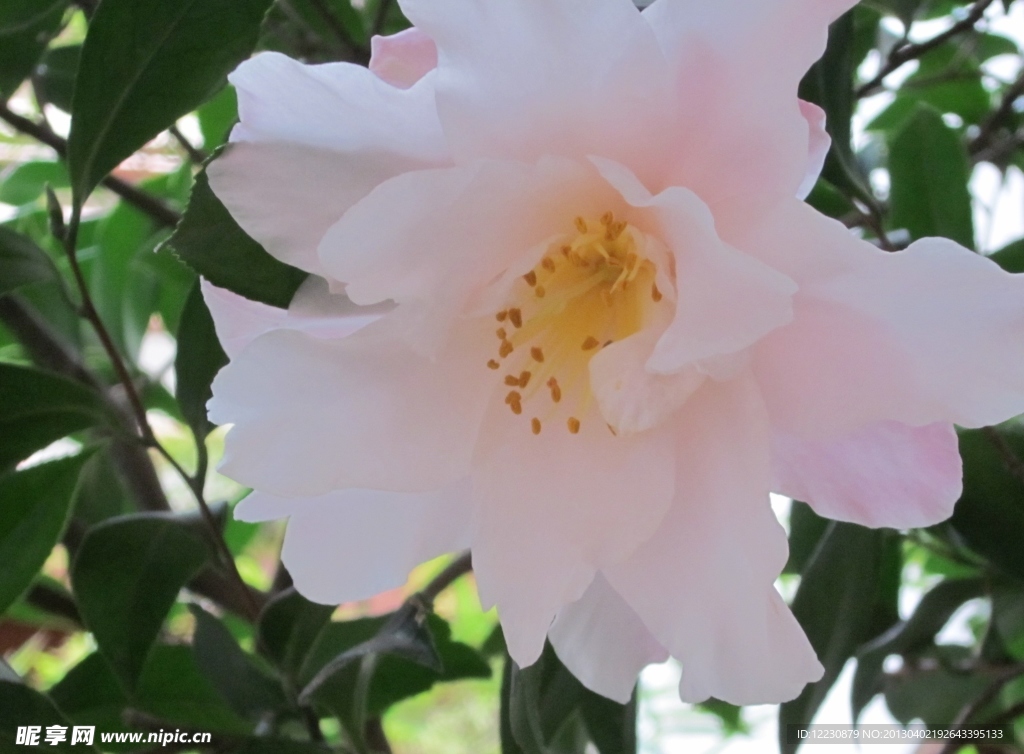 花开