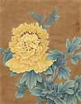 姚黄牡丹