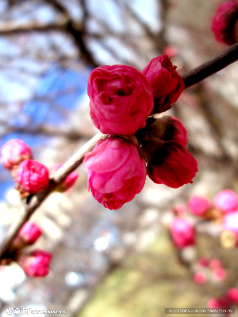 桃花摄影