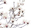 玉兰花树
