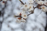 梨花