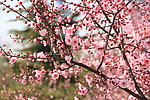 粉色花树