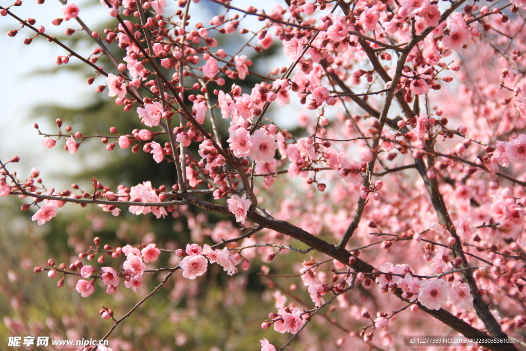 粉色花树