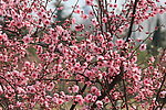 粉色花树