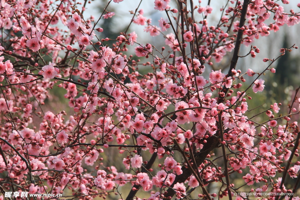 粉色花树