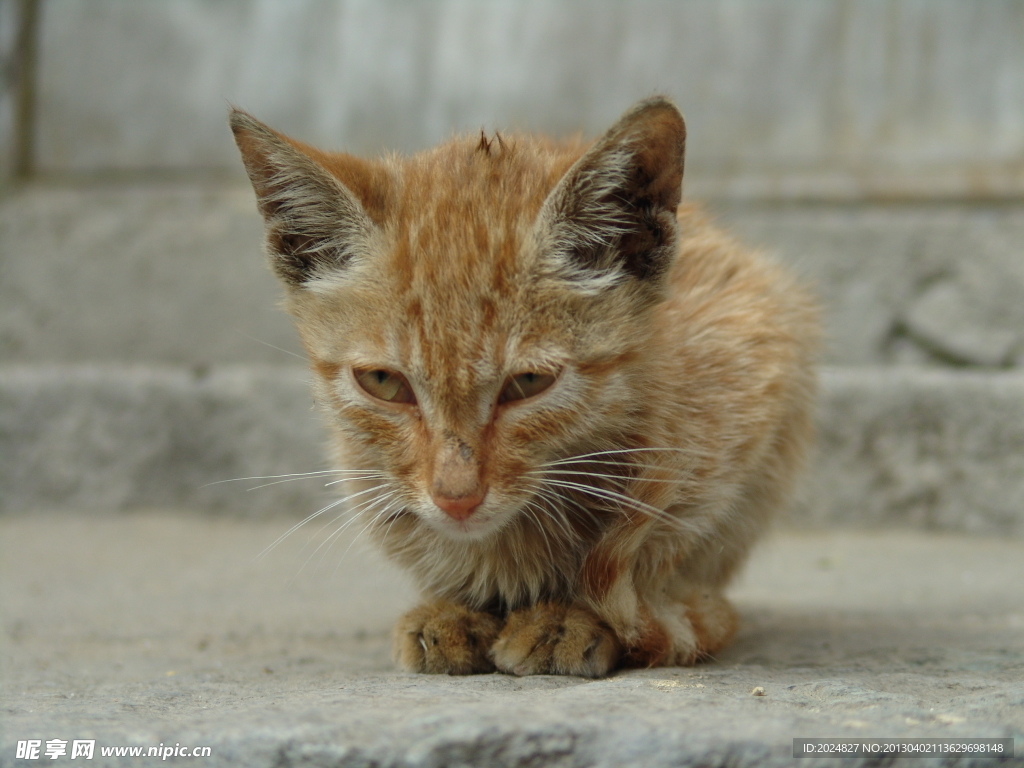 猫咪