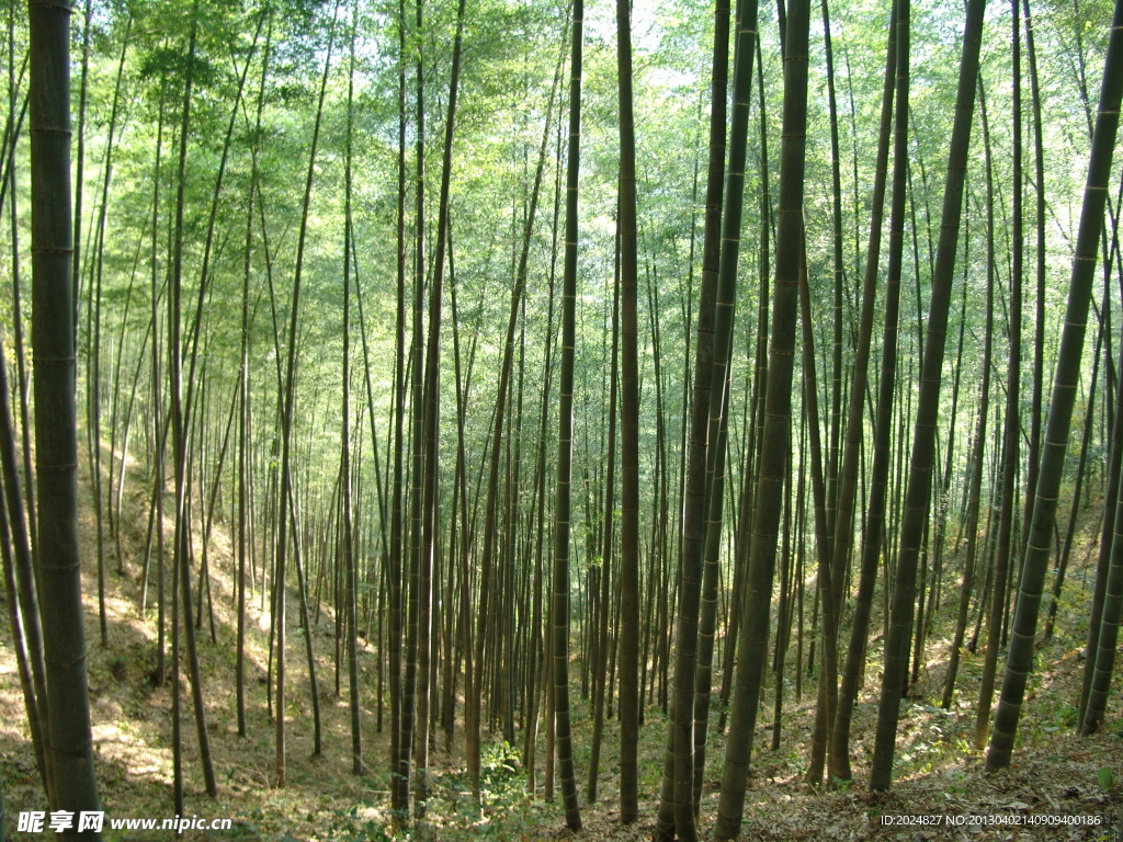 竹林