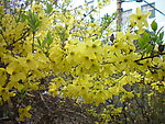 迎春花