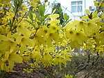 迎春花