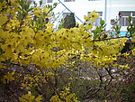 迎春花