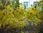 迎春花