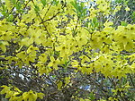 迎春花
