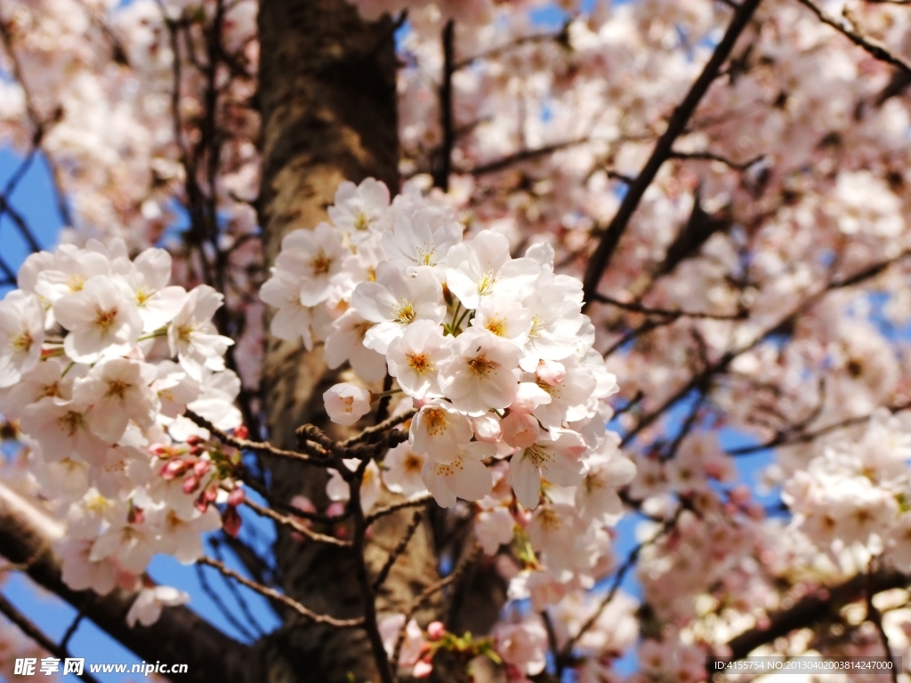 樱花