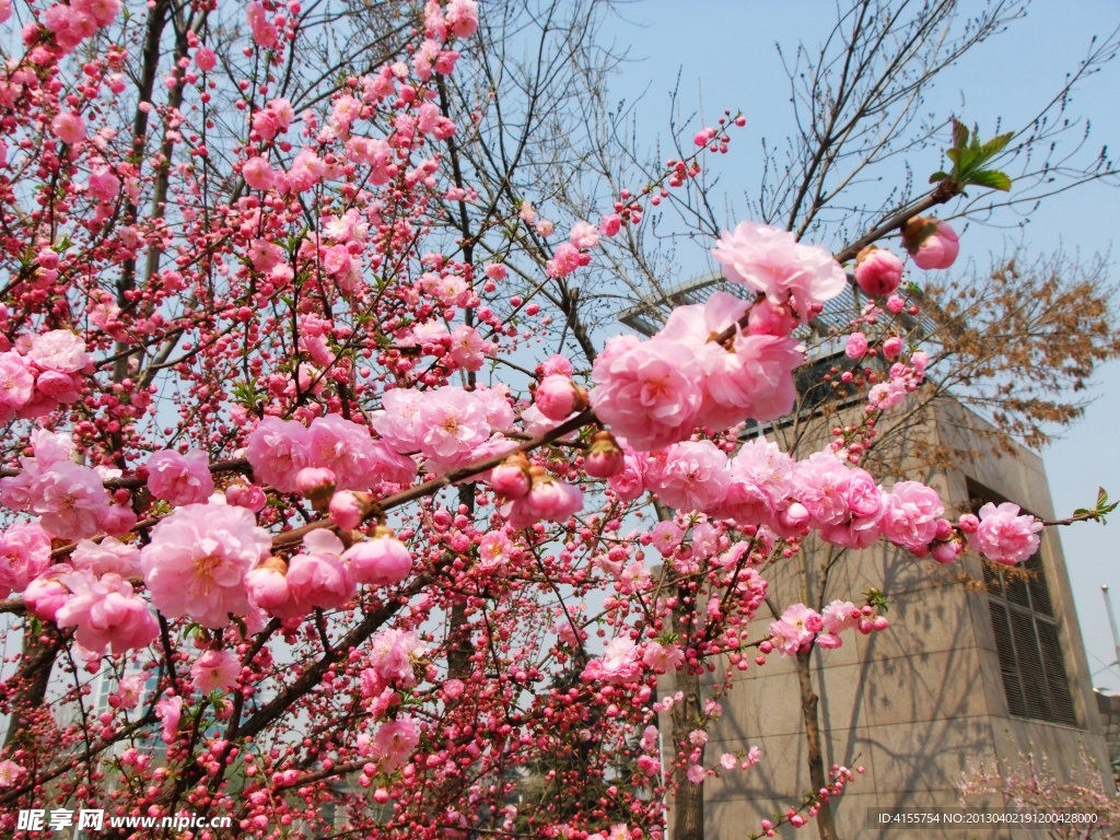 桃花