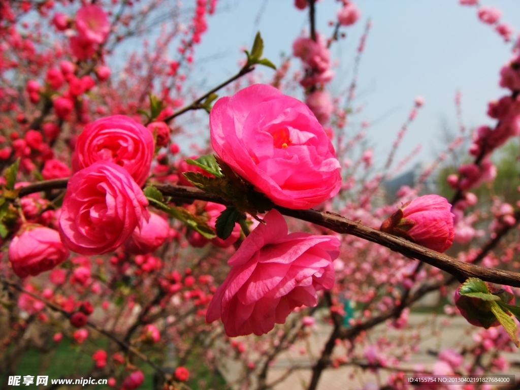 桃花