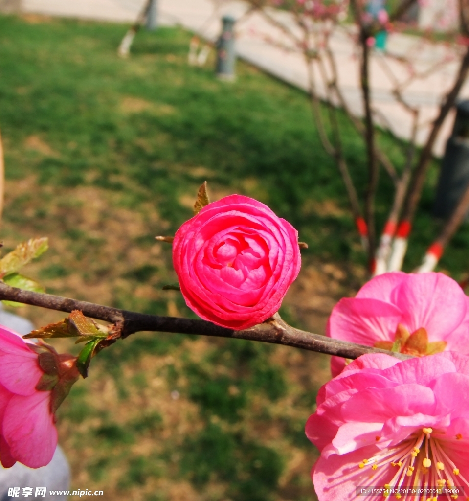 桃花