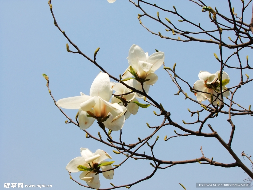 玉兰花