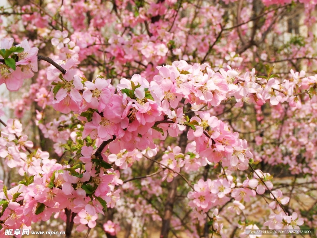 桃花