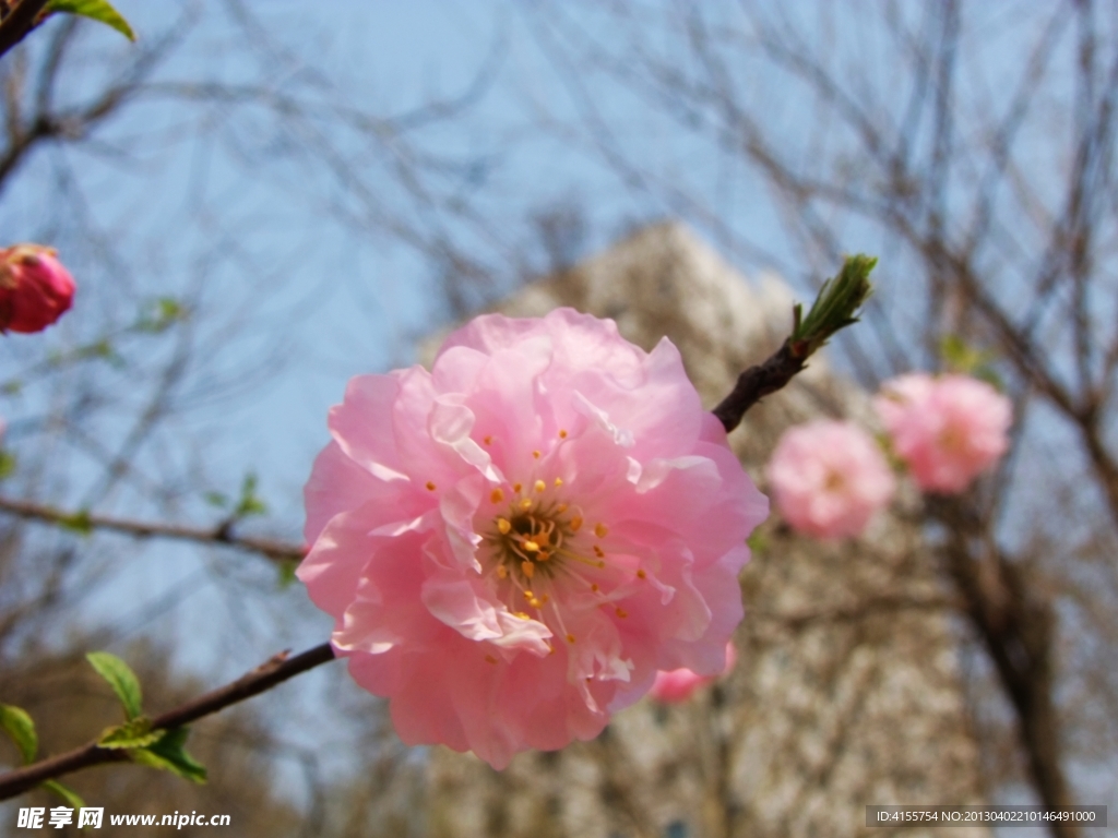 桃花