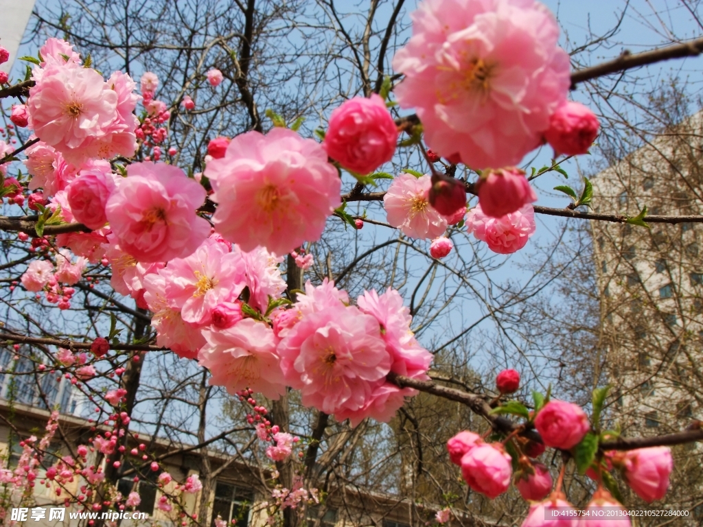 桃花