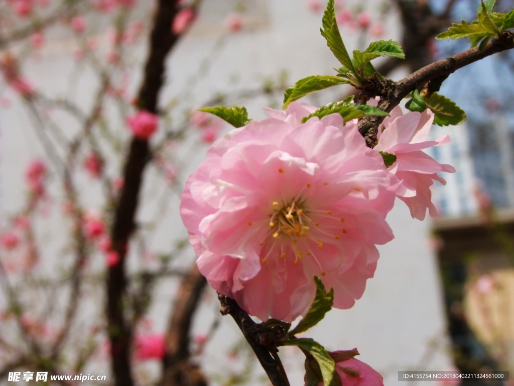 桃花