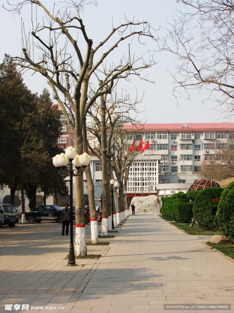 路边枫树