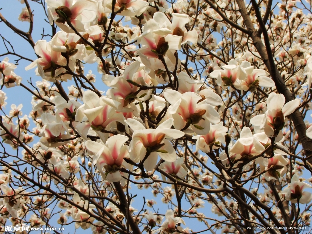玉兰花