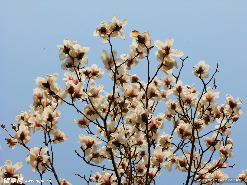 玉兰花